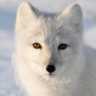 Arctic_Fox