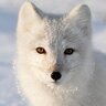 Arctic_Fox