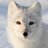 Arctic_Fox